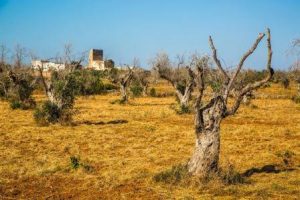 olive tress dessicatted by xylella virus in Puglia, Italy